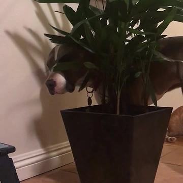 Pit Bull has strange fascination with house plant