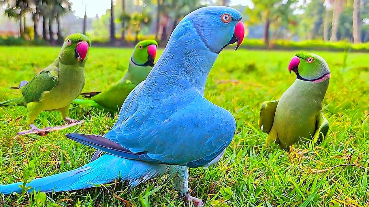 funny parrots talking and having fun