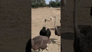 Super Cute ostriches [MUST SEE!] (check out original clip in description) #shorts