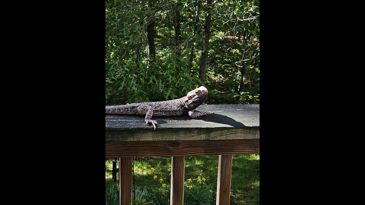Sun bathing!