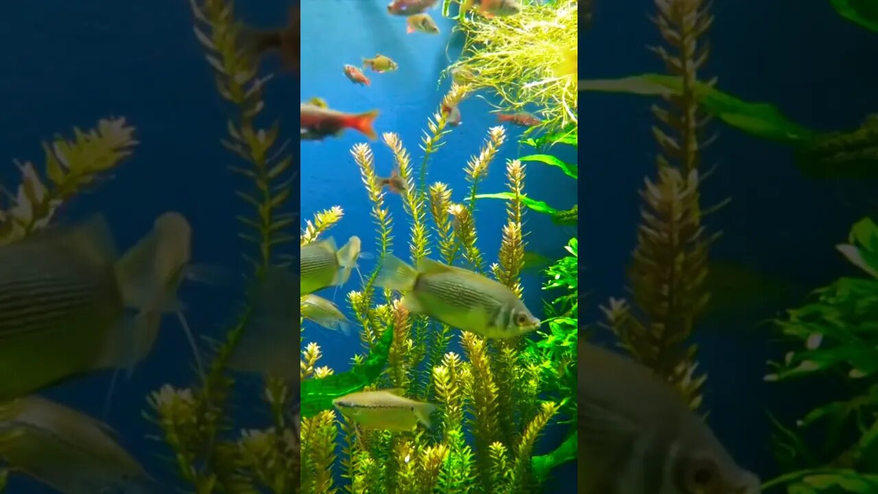 Amazing Aquarium, Beautiful Fish