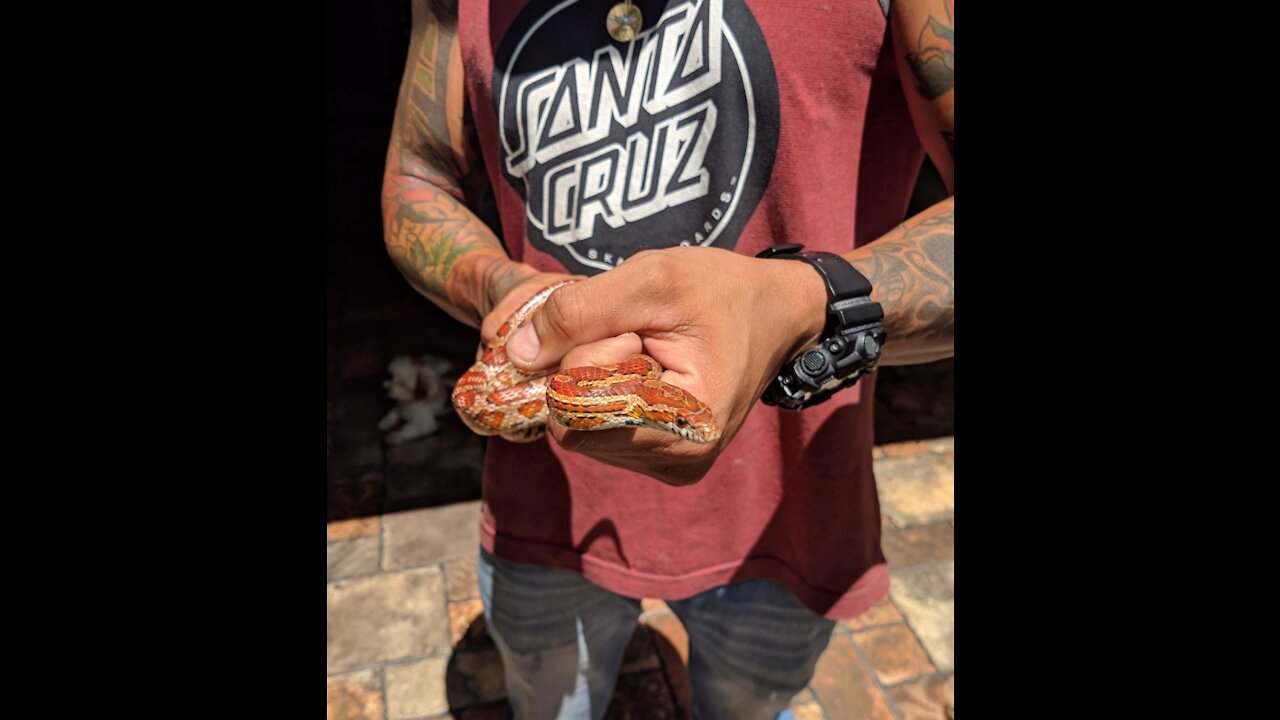 The snake and a mouse. Look how it ended.