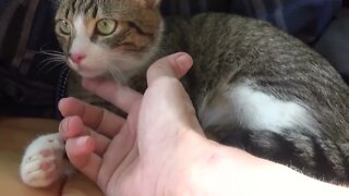 Kitten Hears Birds Singing in the Forest Nearby