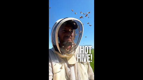 This Hive is HOT!
