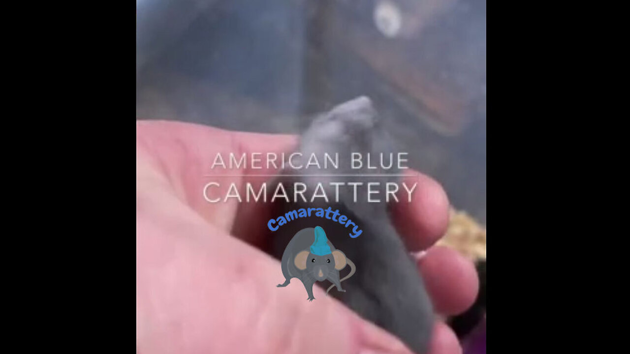 American Blue Baby Rat