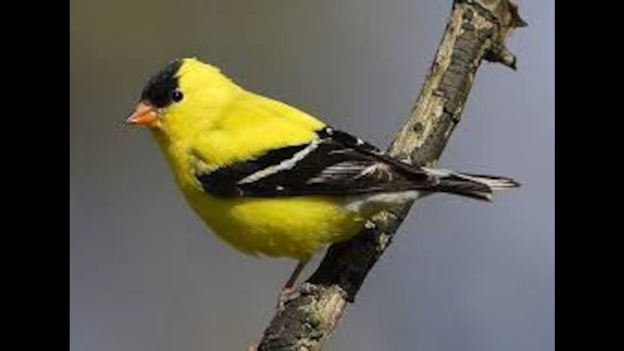 TOUGH LITTLE AMERICAN GOLD FINCH VERSUS NUTHATCH.