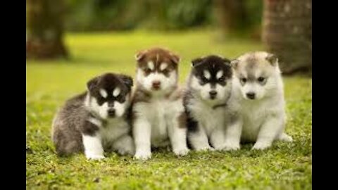 happy little puppies