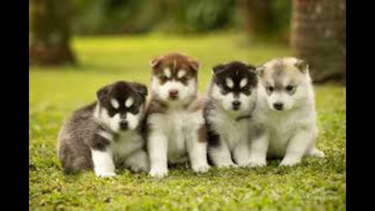 happy little puppies