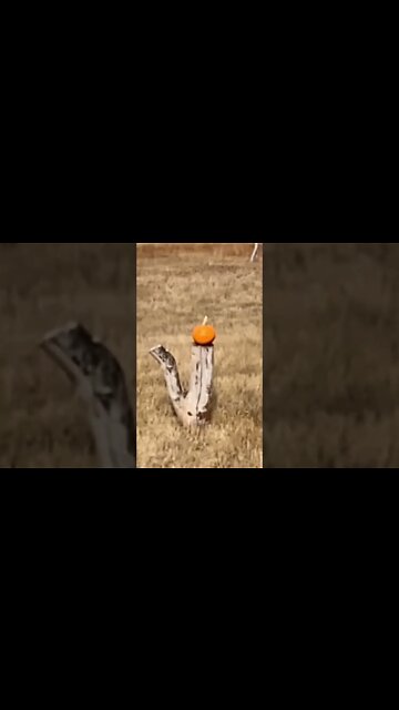 CZ 28ga vs pumpkin at 10 yds! #shorts