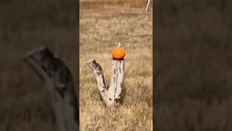 CZ 28ga vs pumpkin at 10 yds! #shorts
