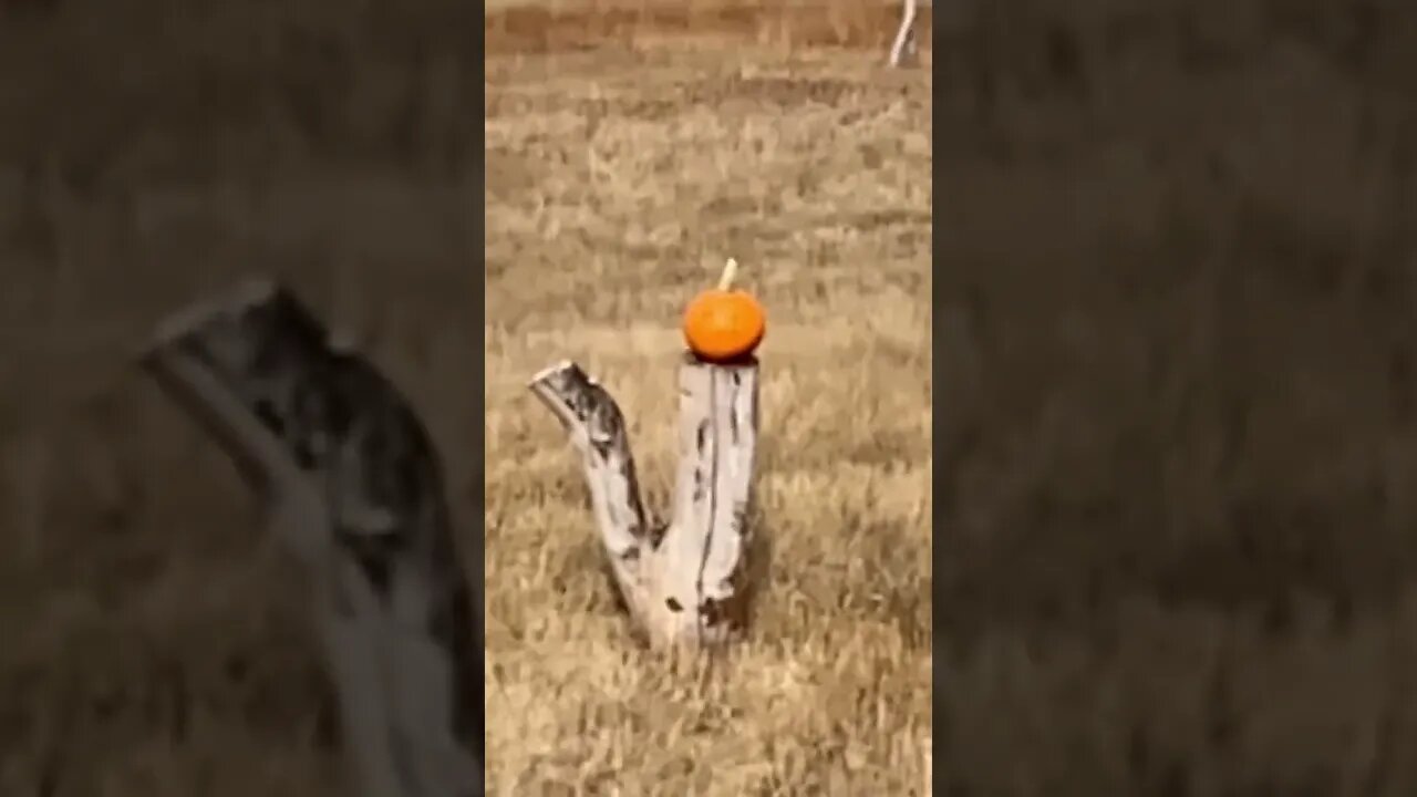 CZ 28ga vs pumpkin at 10 yds! #shorts