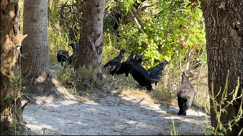 Part 5 | Myakka River State Park | Vultures & Swallow-Tailed Kite | 4K