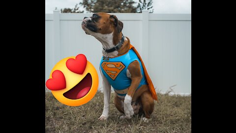 How To Make Your Dog A Superhero