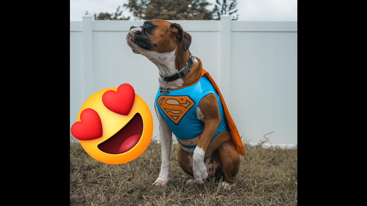 How To Make Your Dog A Superhero