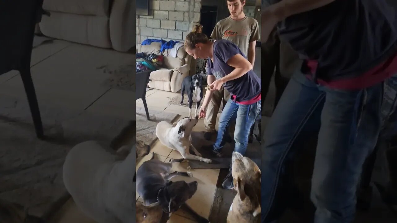 A Pack of Wolves is a Pack of Love