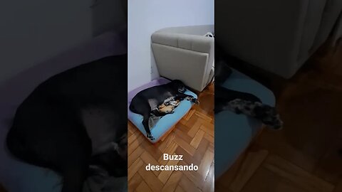 BUZZ, DEPOIS DE UM DIA DE MUITO TRABALHO, AGORA É SÓ DESCANSAR KKKK.🇧🇷.