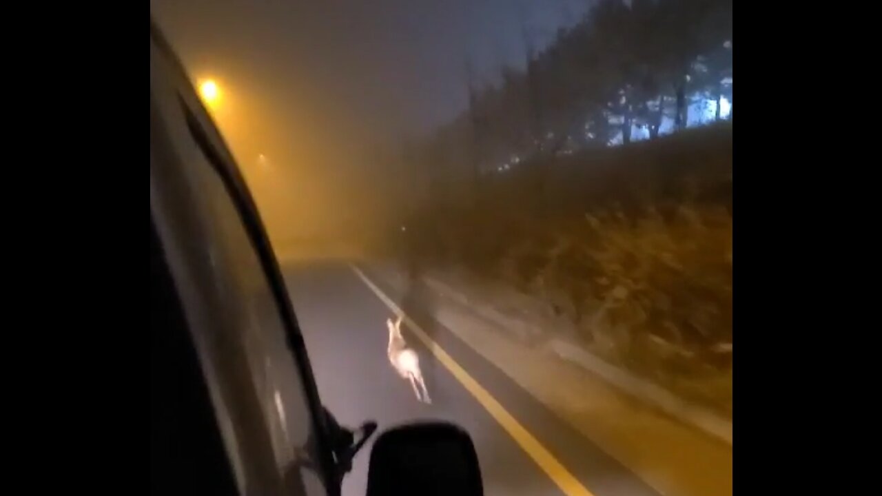 Elk running with a car