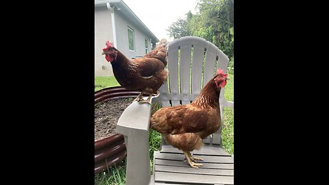 Backyard Hens