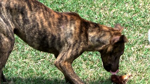 The Extraordinary Dog Is Relishing a Delightful Reward for Its Exceptional Behavior.