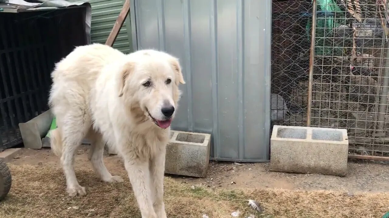 Training maremma sheep dogs with the geese