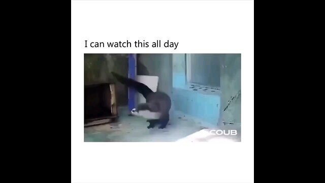 funny animals