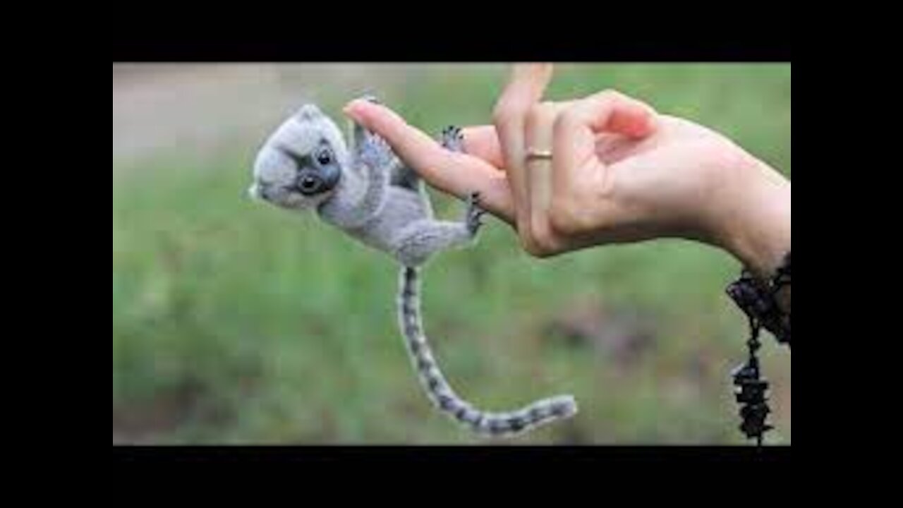 Cutest Exotic Animals In The World