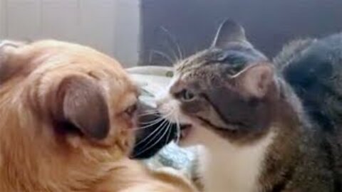 Funny Animal Video - Funniest Cats And Dogs 😂