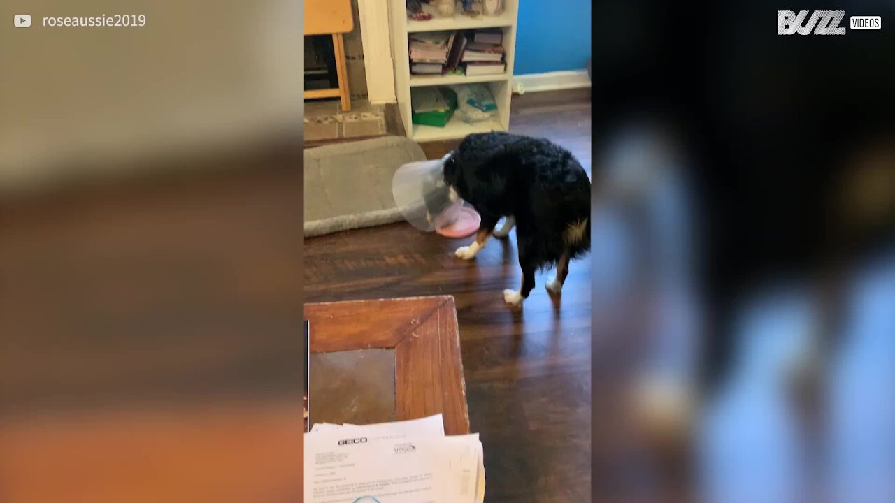 Ce chien renonce à son frisbee à cause de son cône