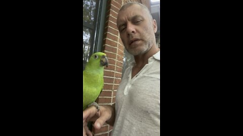Pistachio the parrot and a moral about gold relationships and free expression.