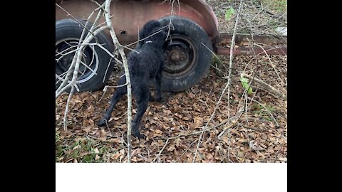 Poodle try’s to chew tire off to get to chipmunk