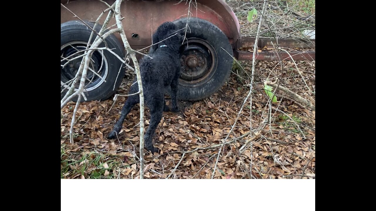 Poodle try’s to chew tire off to get to chipmunk