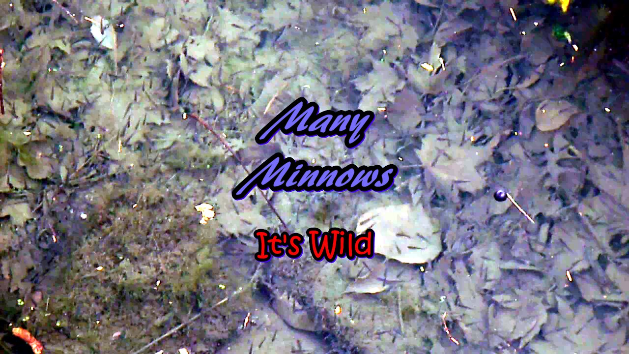 Many Minnows