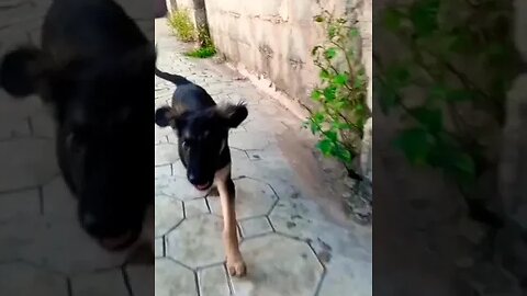 Playful German Shepherd Puppy #shorts #doglover #dog #cute