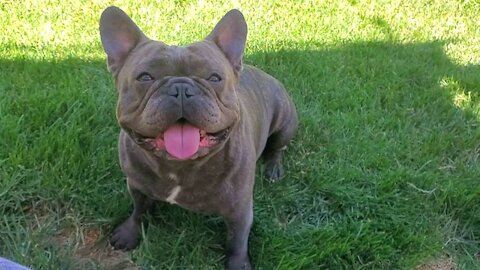 Bulldog relaxing in the backyard after a walk