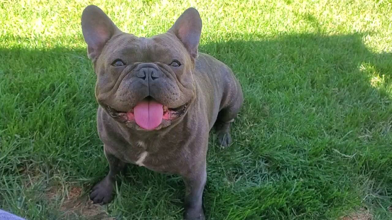 Bulldog relaxing in the backyard after a walk