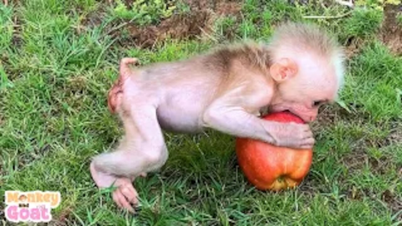 Baby monkey hide goats eat apple alone