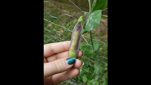 King tut peas and garden tour 2019