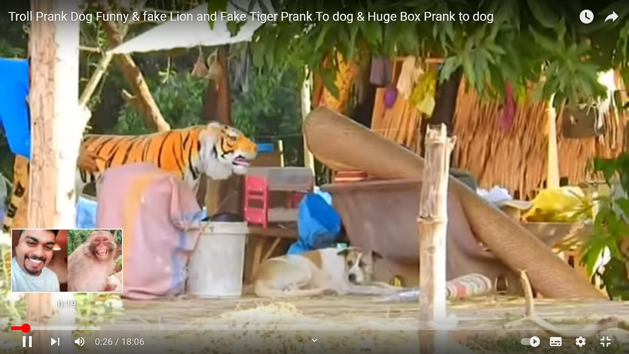 These stuffed lions, tigers and tigers try to prank stray dogs