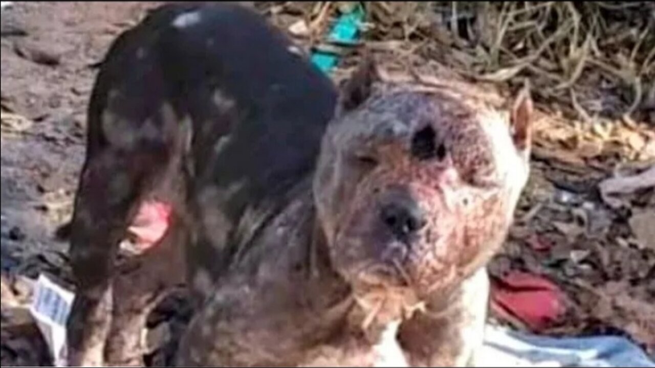 She was tied to a tree and left alone in the forest with a large rotting wound on her forehead