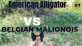 Belgian Malinois puppy vs American Alligator