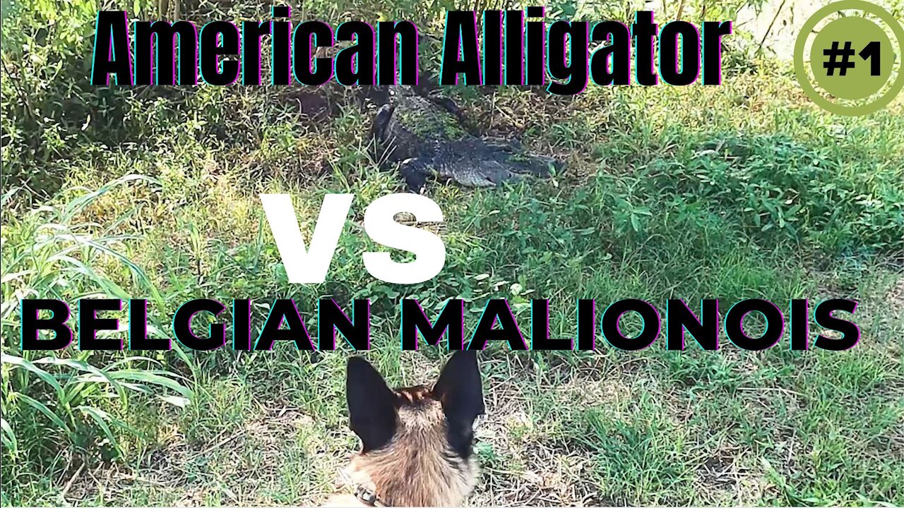 Belgian Malinois puppy vs American Alligator