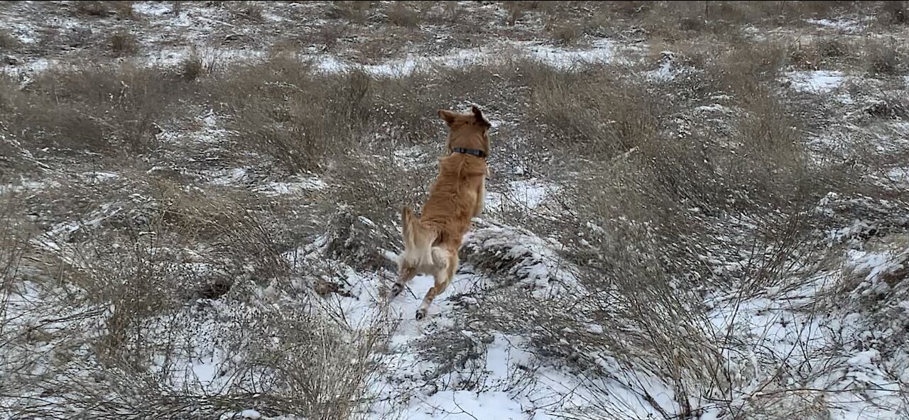 White Tailed Deer Cloned With a Golden Retriever