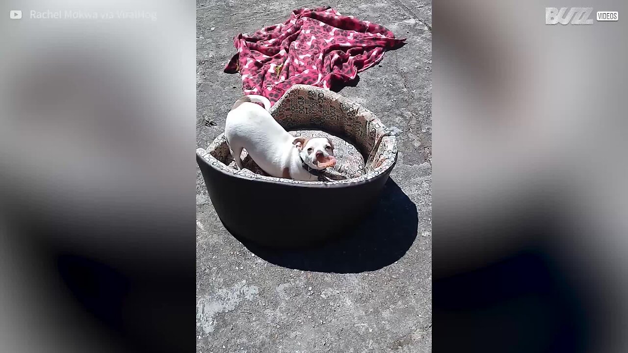 Esilarante! Cane ruba la dentiera del nonno
