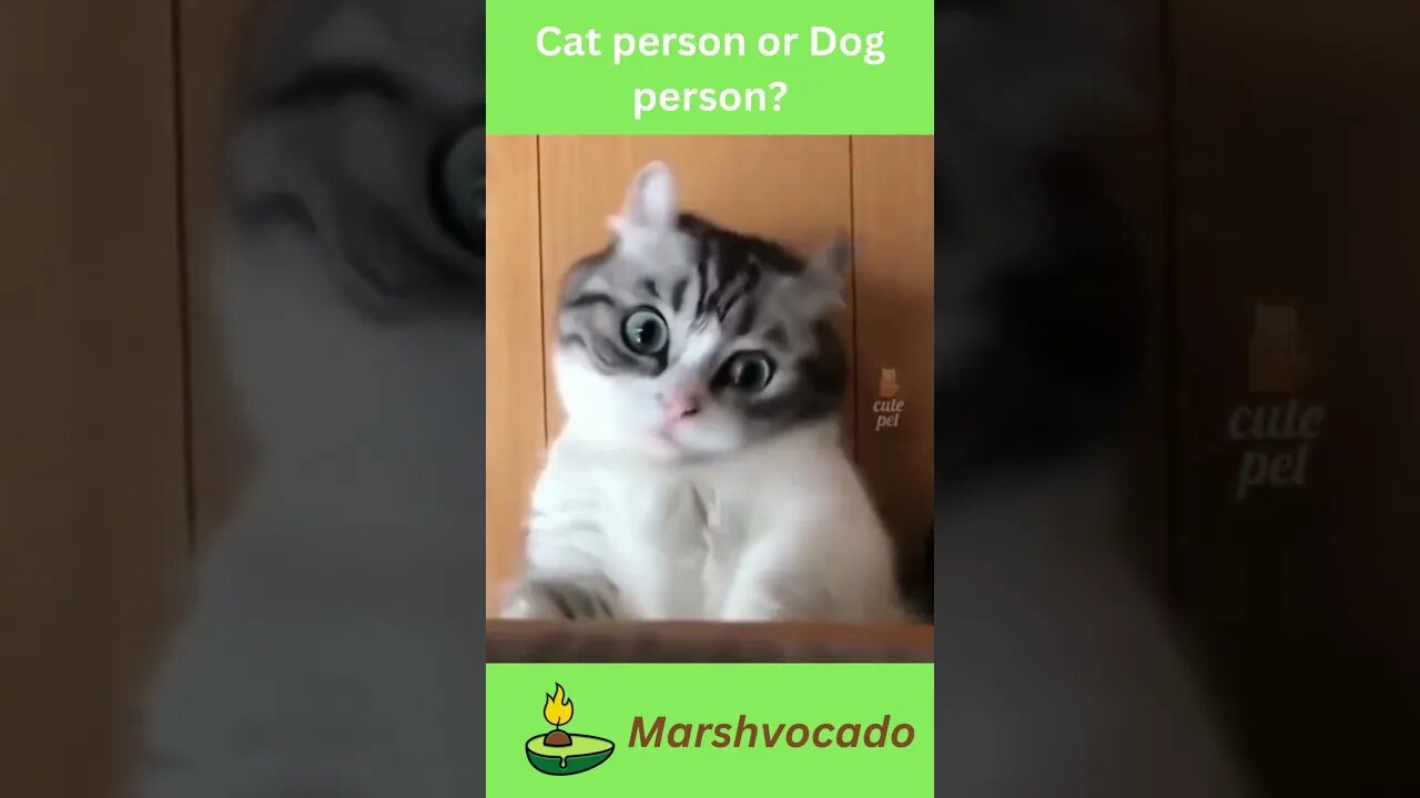 More cute cat videos #shorts #cutecat #cat #fyp #foryou #foryoupage #catsoftiktok #funnycatvideos