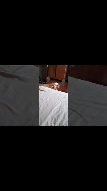 #dogs , #animals , #cães