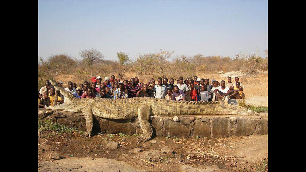 Crocodile hunts Impala 3rd time UnLucky !