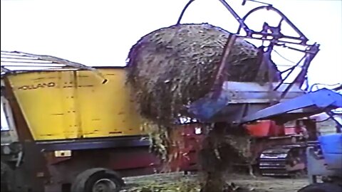 Grinding Wild Oat Hay For Cattle Feed