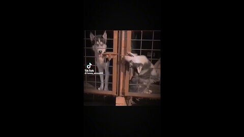 Funny TikTok animals