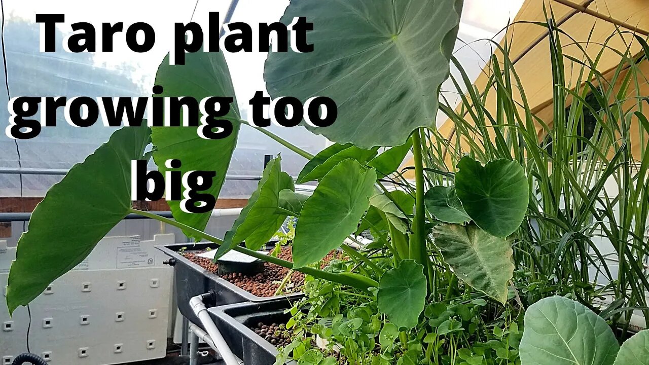 Taro plant growing too big and too fast- (aquaponic system)