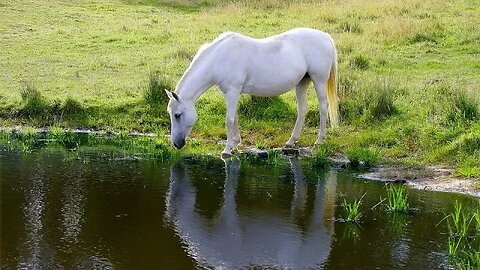 Life Talks Shorts: Tyler Todt - Leading a horse to water